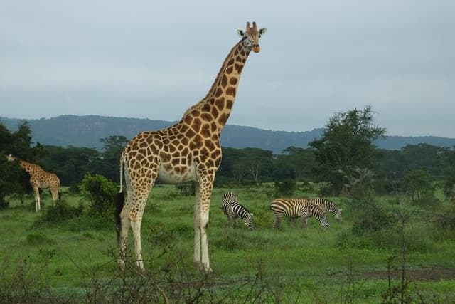 1 Night Amboseli National Park