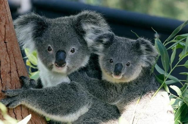 Taronga Zoo Entry & Return Ferry - Sydney Harbour