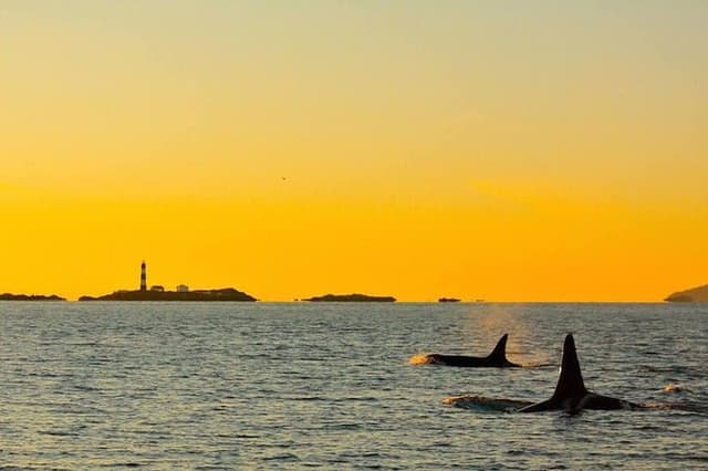 Victoria Semi Covered Sunset Whale-Watching Tour