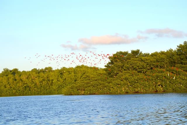 Trinidad Northern Eco-Cultural Full-Day Highlights Tour from Port of Spain