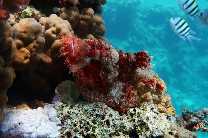 Red Sea Diving - Hurghada