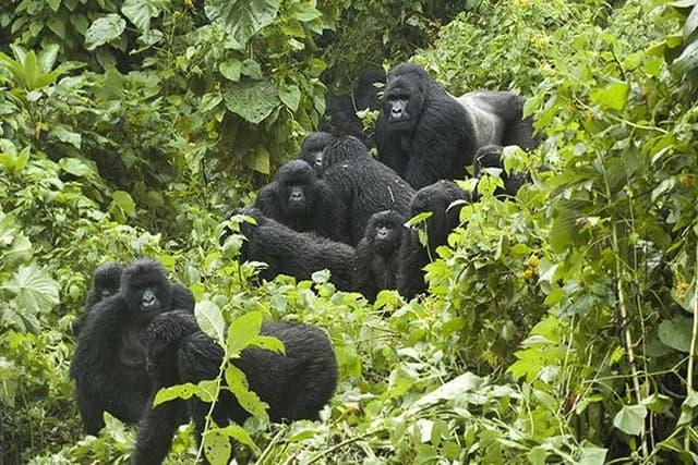 3 days Gorilla Trekking in Bwindi Inpenetrable national Park