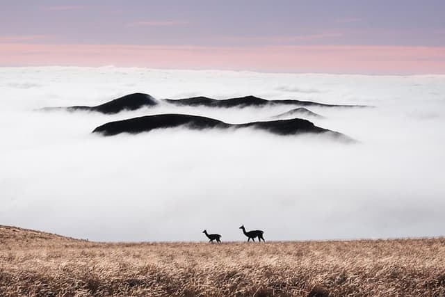 4x4 Private Photo Safari in the Andes - Villavicencio