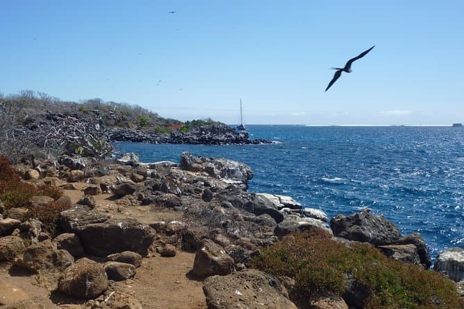 Ultimate North Seymour Day Trip from Santa Cruz