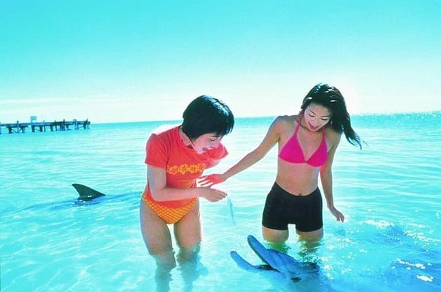 Monkey Mia Dolphins & Shark Bay Air Tour From Perth