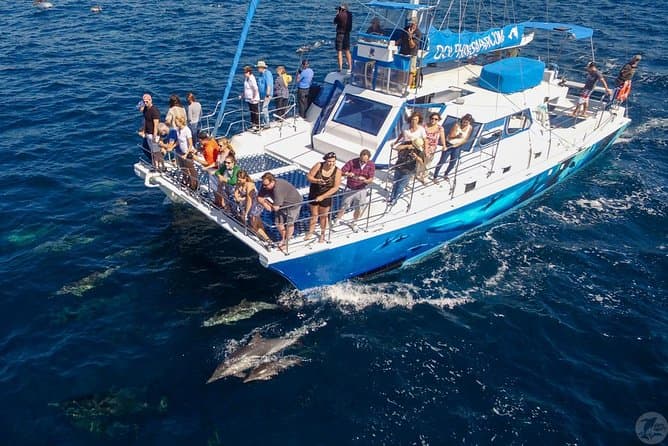 Dana Point Whale Watching