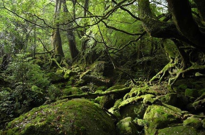 Compare Best Shiratani Unsuikyo Hikes & Tours