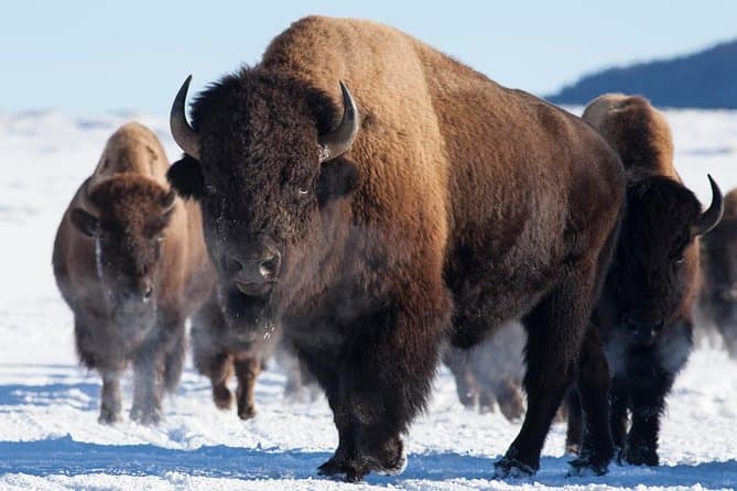 Unforgettable Jackson Hole Wildlife Sunset Safari Experience