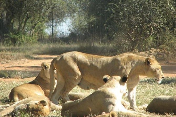 Bothongo Rhino & Lion Safari