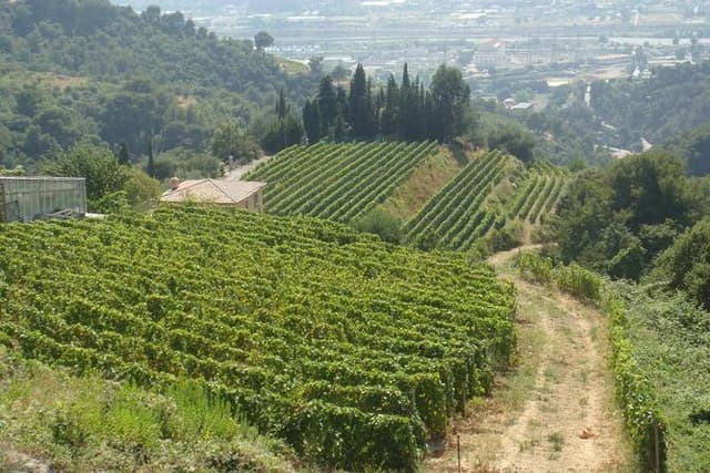 Provence Sea & Countryside Full-Day Private Tour