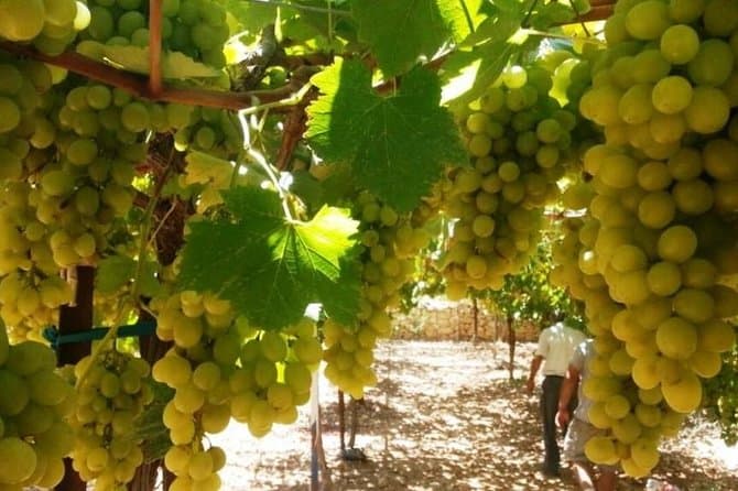 Best Central Israel Wine Tours from Tel Aviv