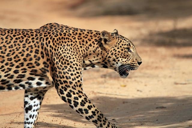 One Day Safari Tour to Both Yala and Bundala National Parks
