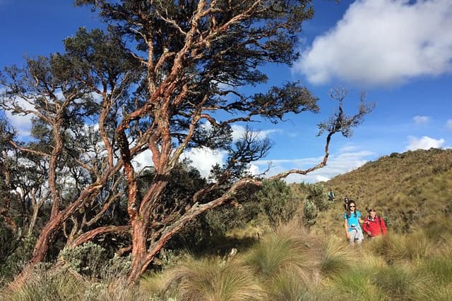 Private Cajas National Park Tour through Cloud Forest and Moorlands
