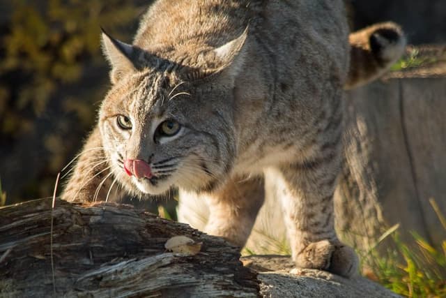 Skip the Line: Kamloops BC Wildlife Park Admission Ticket