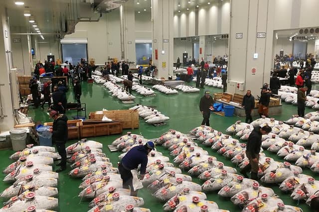 Complete Tuna Auction & Toyosu Market Tour with Fumi