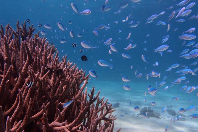 Ningaloo Reef Snorkel Adventure