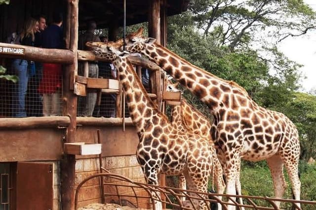 Karen Blixen Museum & Giraffe Centre Half day tour