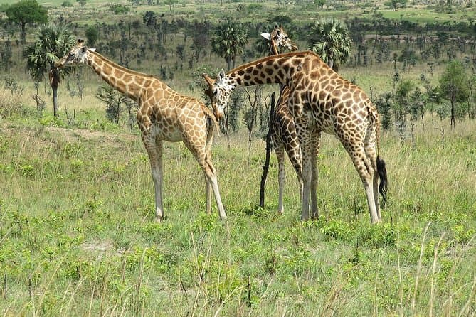 Murchison Falls Safari - Kampala