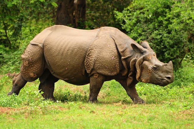 Book Top Kaziranga Safaris Near Guwahati