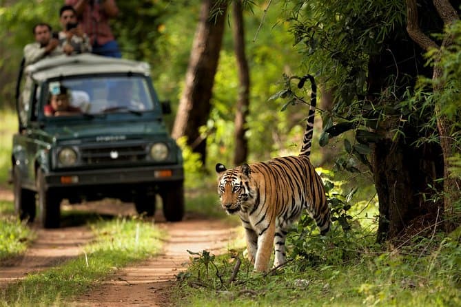 Chitwan Jungle Safari - Kathmandu