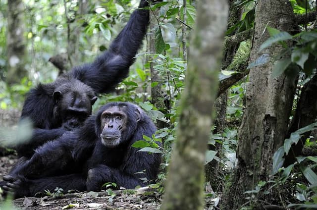8-Day Classic Uganda Primates & Wildlife Tour