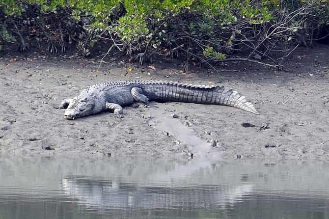 Book Best Sundarban Safari Tours from Kolkata
