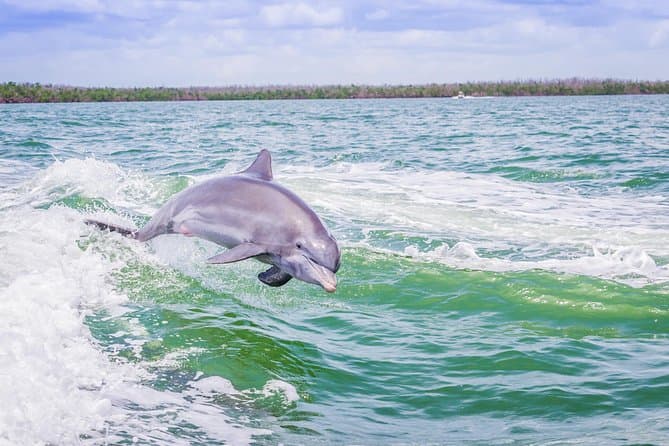 Best Marco Island Dolphin & Eco Tours in Naples, FL