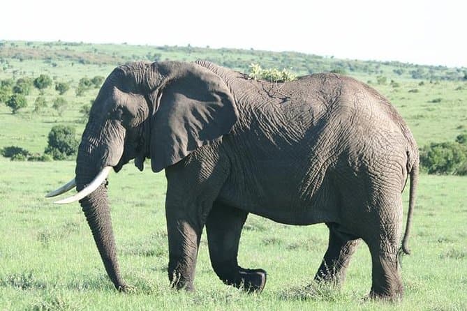 Nairobi to Masai Mara: Big Cats & Migration