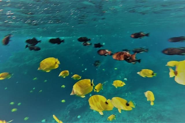 Molokini Crater Snorkel Adventure and Turtle Cove - High Quality
