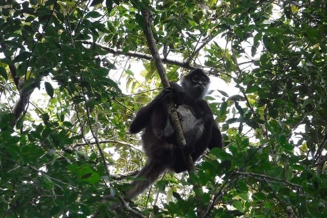 Wild Monkey Tour (Private, Half Day)