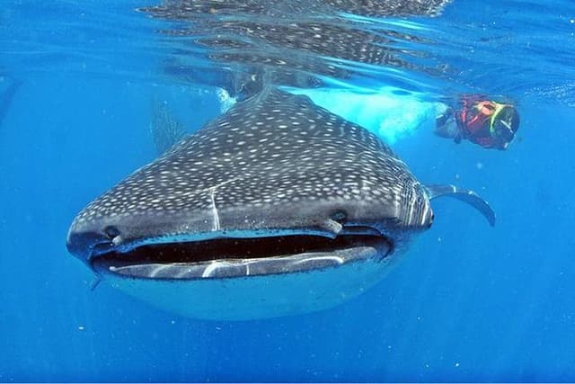 Whale Shark Tour from Cancun, Playa del Carmen, Tulum and Riviera Maya