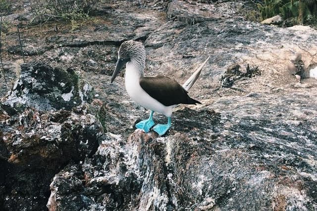 6-Day Galapagos Superior Adventure (Tourist Superior Class)