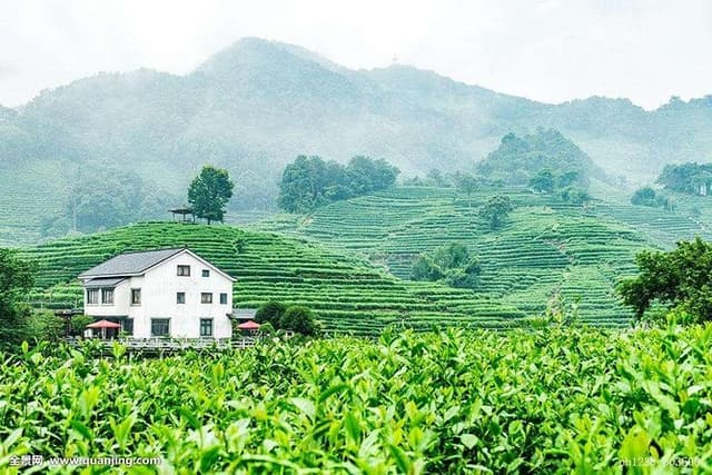 Authentic Hangzhou Longjing Tea Culture Experience Tour