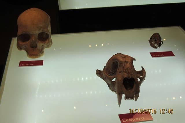 Cradle of Human Kind Tour and Lesedi Cultural Village Day Tour