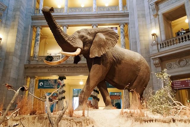 Smithsonian Museum of Natural History Small Group Tour: 8ppl Max