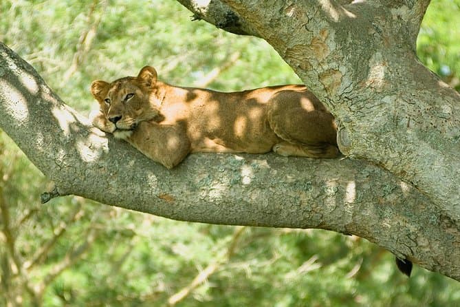 Queen Elizabeth National Park Safari