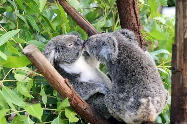 Classic Kuranda by Skyrail, Train, Rainforestation & Lunch (CKB)