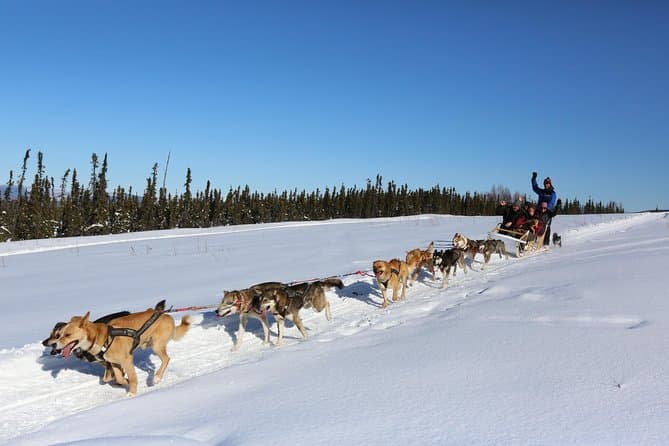 Authentic Alaskan Dog Sledding Adventures in Fairbanks