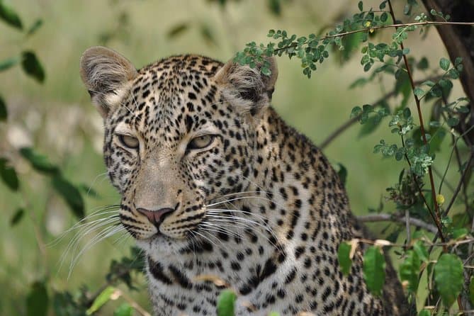 Wildlife Kenya Safari + Mombasa Coastal Adventures