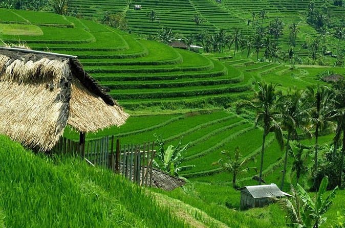 Jatiluwih Rice Terrace Walk: Ubud Guide