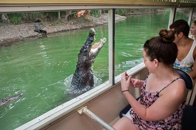 Breakfast with the Koalas at Hartley's Crocodile Park from Cairns or Palm Cove