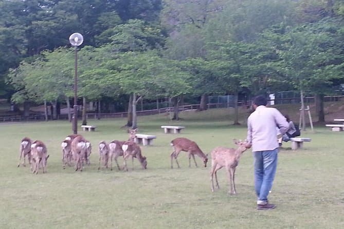 Nara Day Tour from Kyoto: Temples & Deer