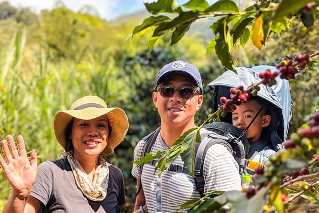 Half-Day Coffee Tour: From the Seed to the Cup, Farm & roastery