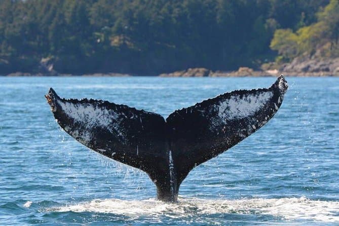 Unforgettable Whale Watching Adventures in Victoria, BC