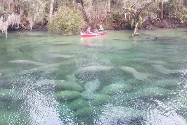 Orlando Manatee Encounters
