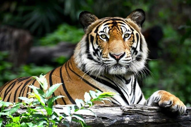 New Delhi to Ranthambore Tiger Safari: Wildlife Awaits