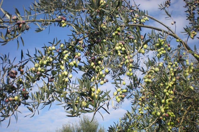 Authentic Sorrento Lemon Groves & Limoncello Experience