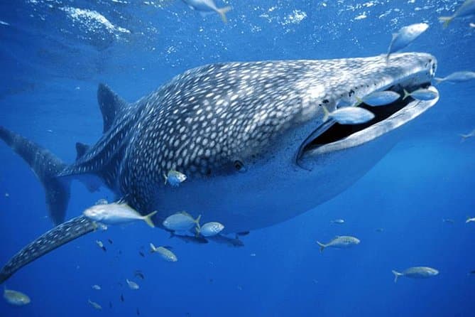 Unforgettable Whale Shark Snorkeling Tours in Cancun