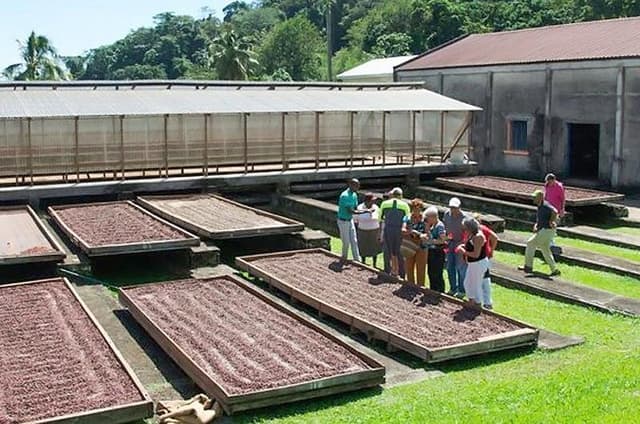 Chocolate Factory Belmont Estate, Annandale Falls & Grand Etang Lake Tour