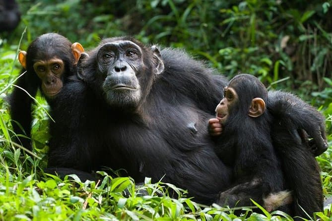 Best Kibale Chimpanzee Trekking Tours from Kampala